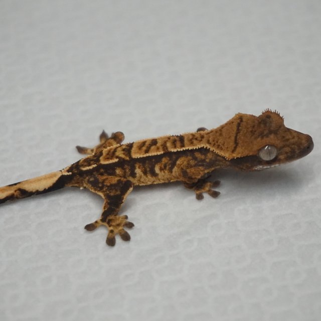 Tri Extreme Harlequin Normal