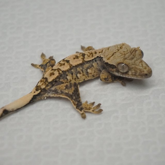 Normal Tri Extreme Harlequin