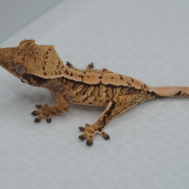 Normal Tri Extreme Harlequin
