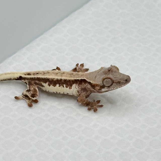 프라푸치노 풀핀 화이트핀 드리피