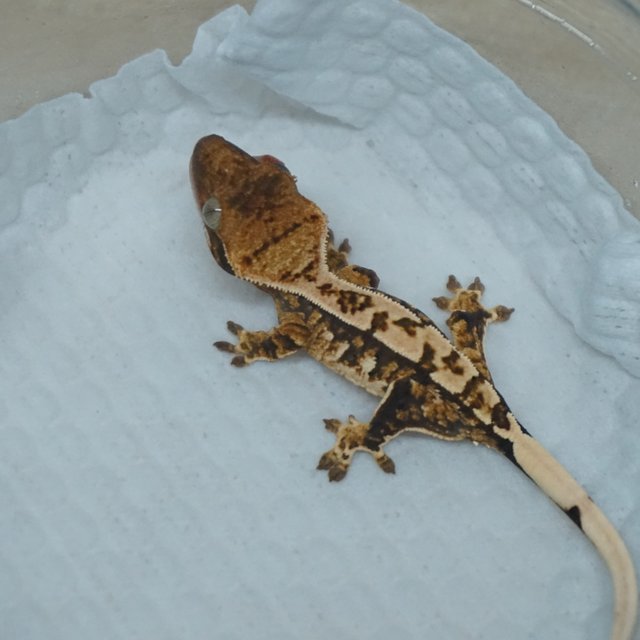 Normal Tri Extreme Harlequin