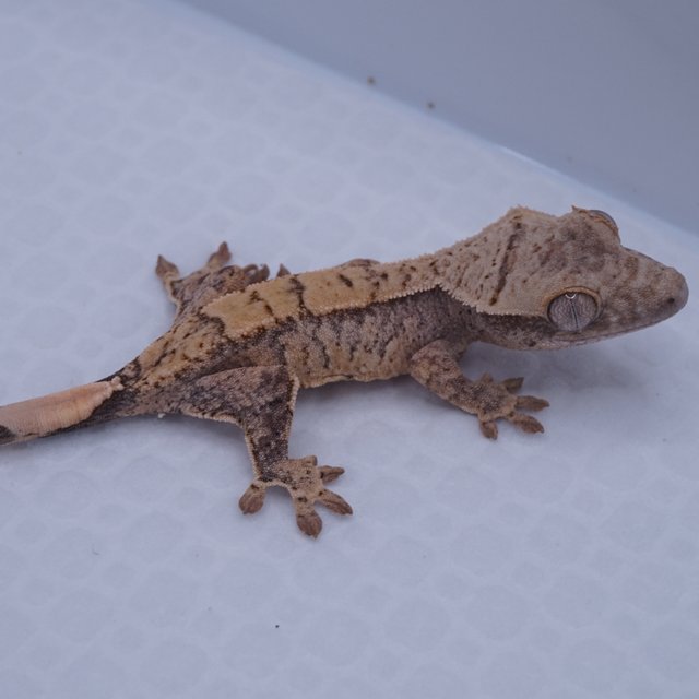 Normal Tri Extreme Harlequin