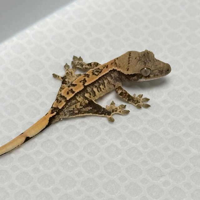 노멀 트라이 익스트림할리퀸 화이트스팟