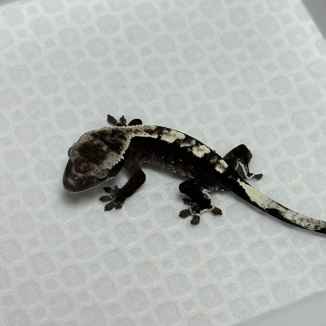 Axanthic