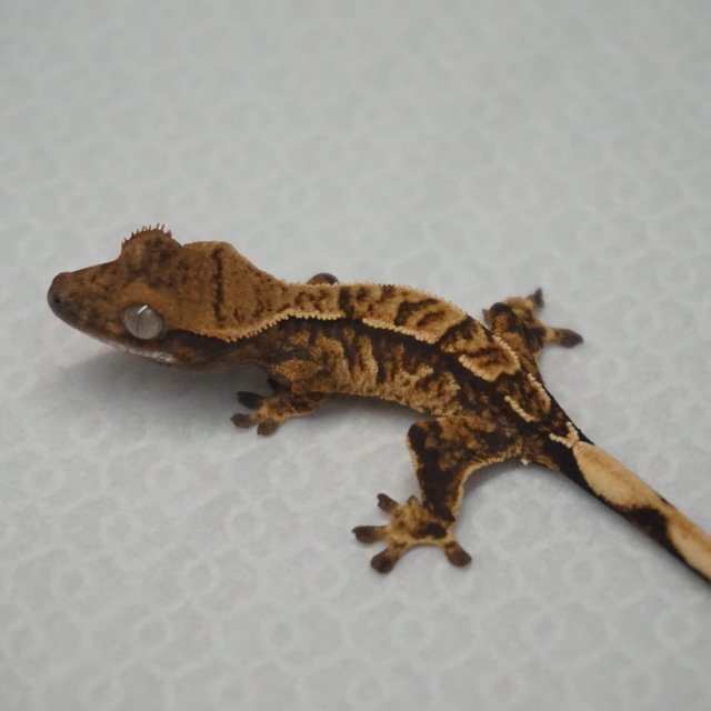 Tri Extreme Harlequin Normal