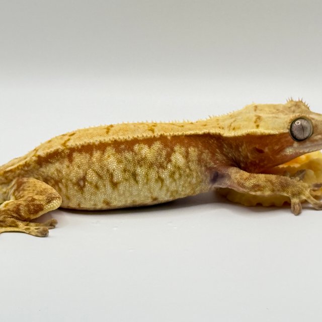 Extreme Harlequin White Spot Red Normal Tri