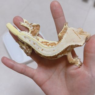 릴리화이트