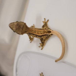 풀핀 쿼드 노멀