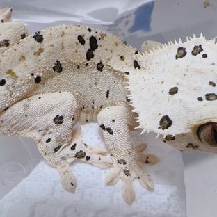 슈퍼달마시안 달마시안 화이트