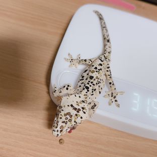 땡땡이
