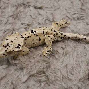 슈퍼달마시안 달마시안 화이트