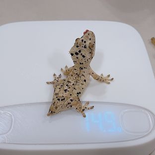 슈퍼달마시안