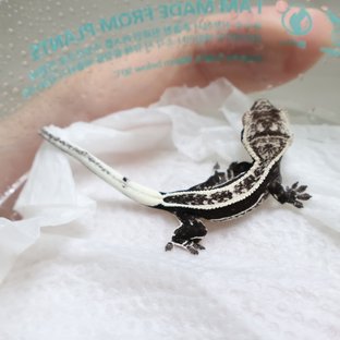 풀핀 쿼드 아잔틱