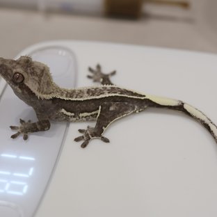 네빈풀핀