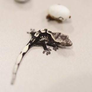다버니니_1