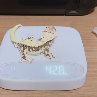 밀러