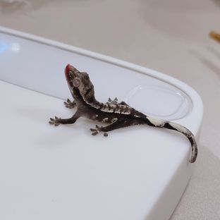 아잔틱