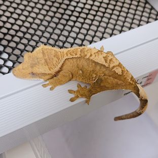 레퍼