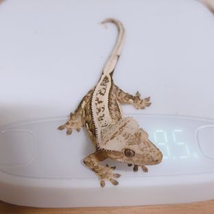 네켄