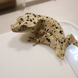 슈퍼달마시안