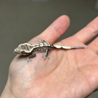 아잔틱