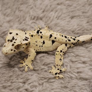 슈퍼달마시안 달마시안 화이트