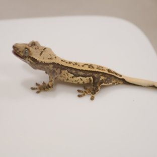 풀핀 쿼드 노멀