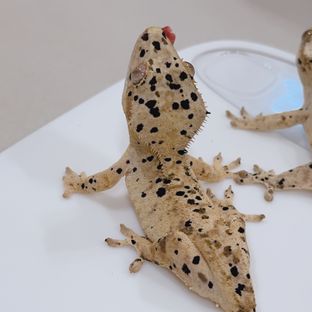슈퍼달마시안