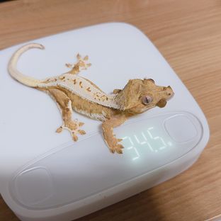 크림 릴리화이트