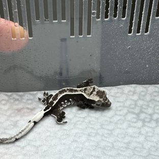 아잔틱