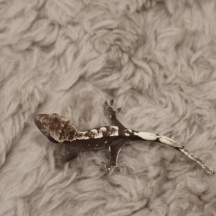 아잔틱