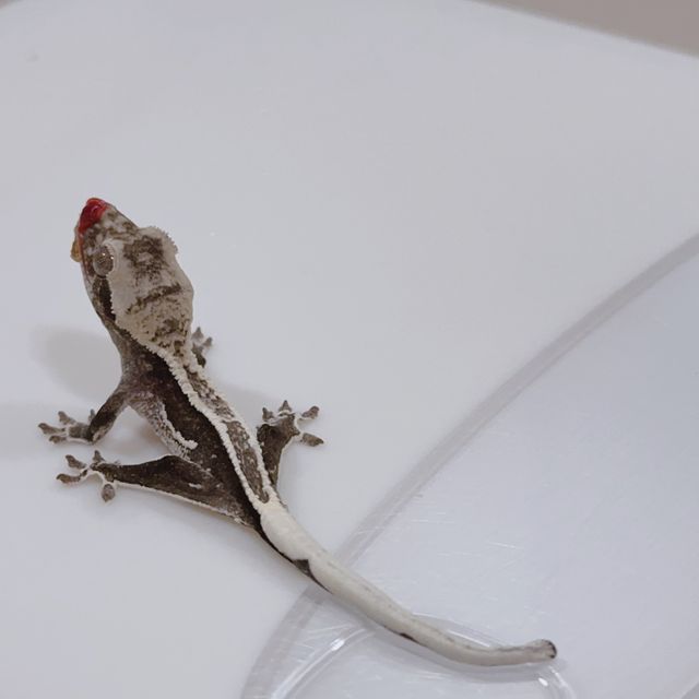 풀핀 쿼드 아잔틱