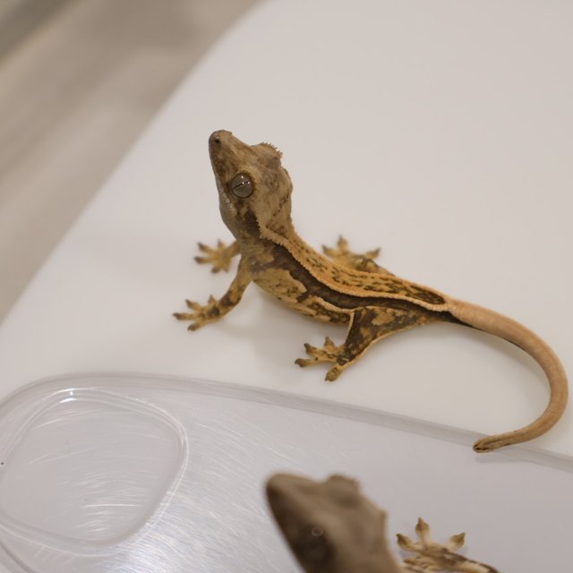 풀핀 쿼드 노멀