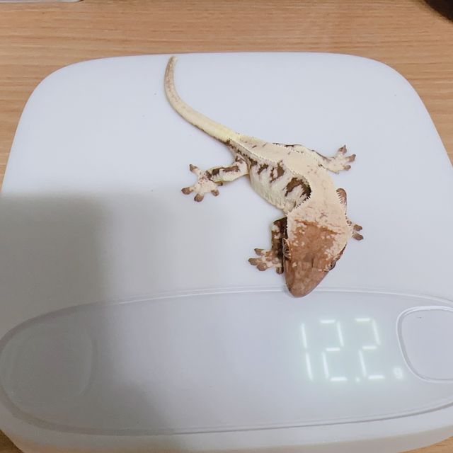 릴리 세이블