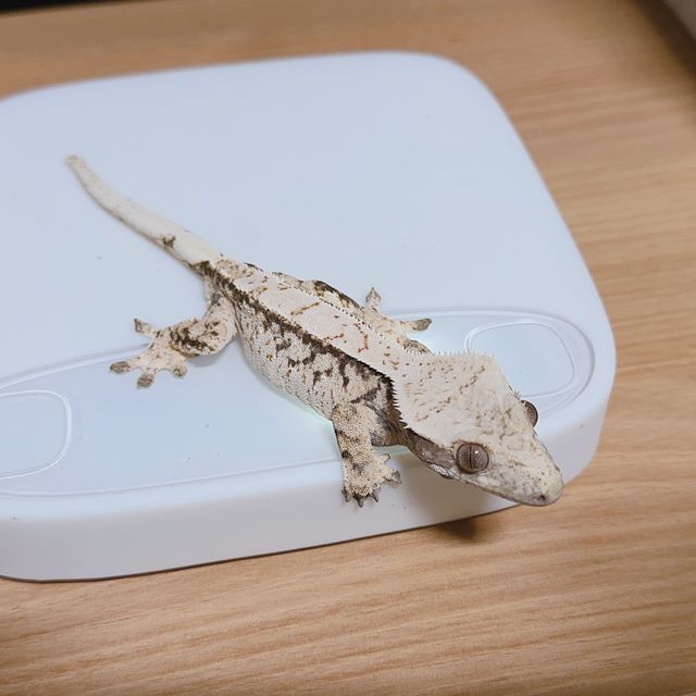 노멀