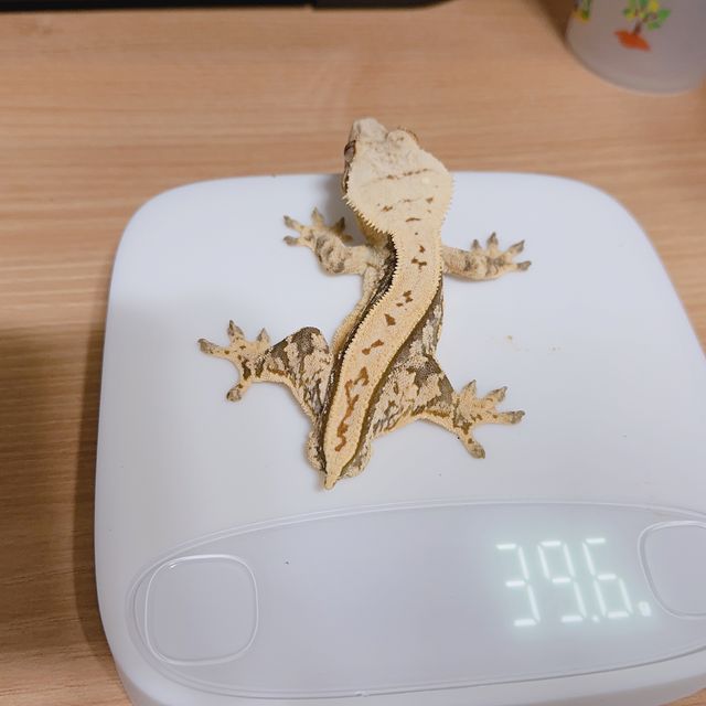 노멀