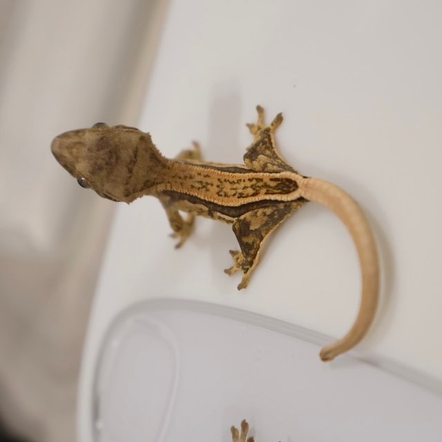 풀핀 쿼드 노멀