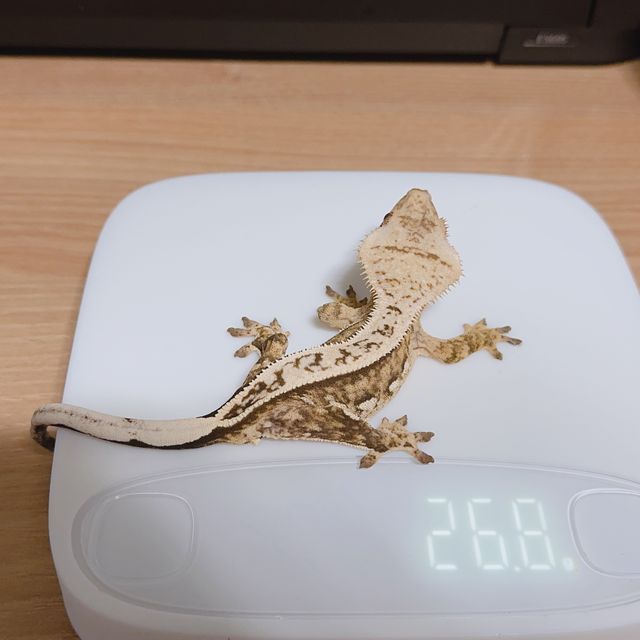 쿼드 풀핀 100%헷아잔틱