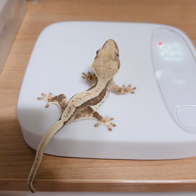 릴리100%헷아잔틱