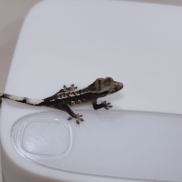 아잔틱