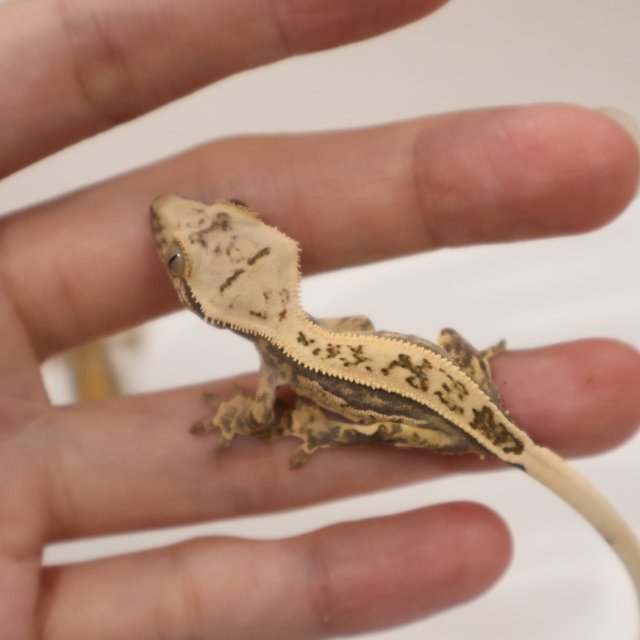 풀핀 쿼드 노멀