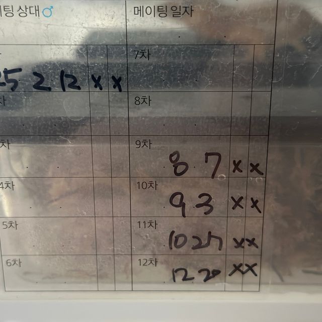 크림 릴리화이트
