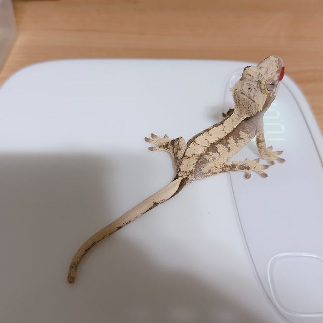 100%헷아잔틱
