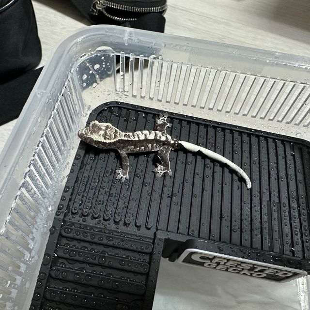 아잔틱