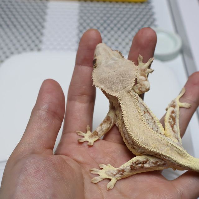 레드 솔리드백 릴리화이트