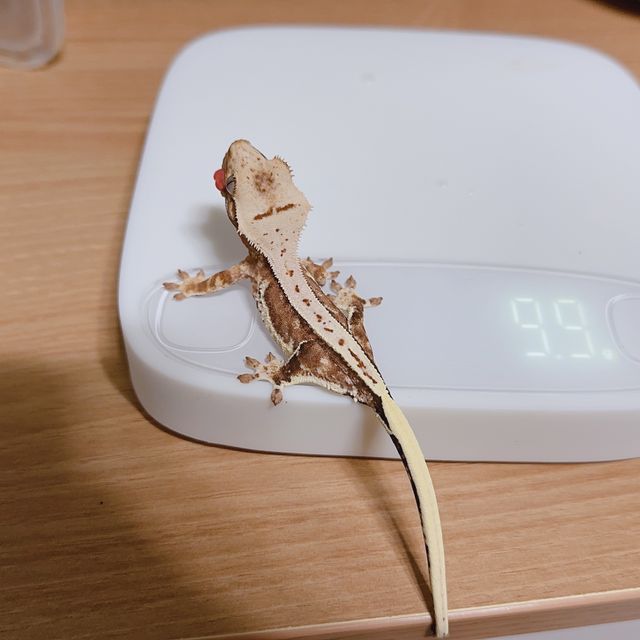 풀핀 릴리100%헷아잔틱