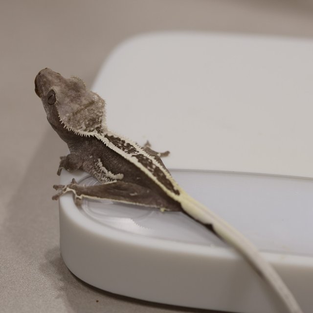 릴리100%헷아잔틱