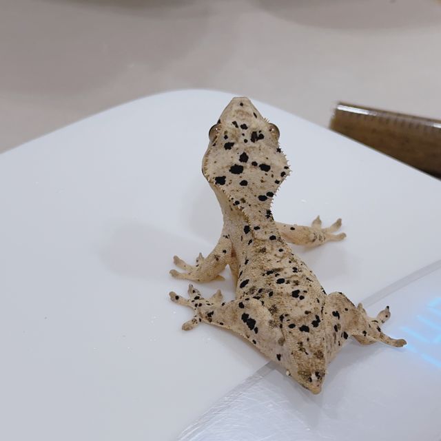 슈퍼달마시안