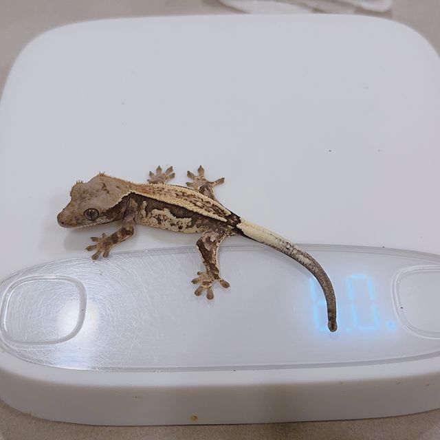 카푸치노