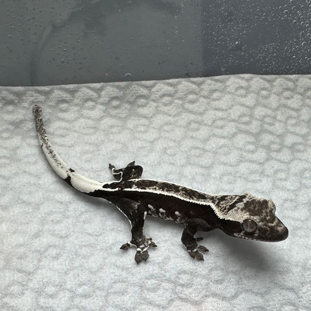 아잔틱